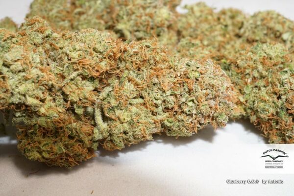 Glueberry O.G. Feminized Seeds - Image 2