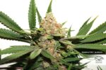 Glueberry O.G. Feminized Seeds - Image 3