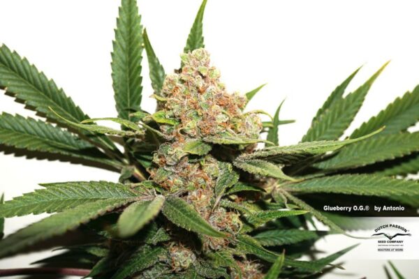 Glueberry O.G. Feminized Seeds - Image 3