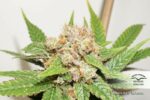 Glueberry O.G. Feminized Seeds - Image 4