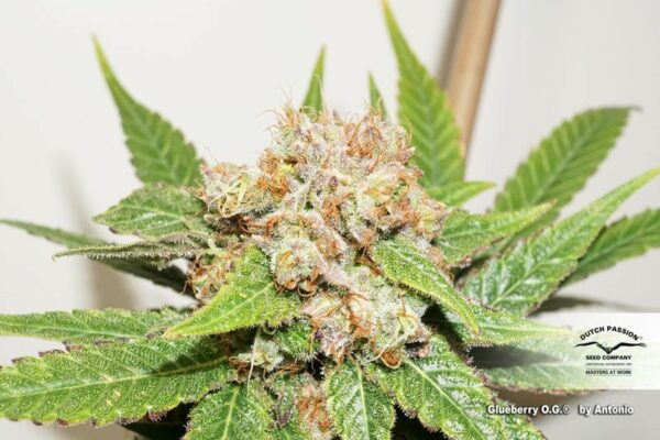 Glueberry O.G. Feminized Seeds - Image 4