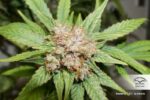 Glueberry O.G. Feminized Seeds - Image 5