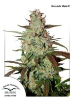 Blue Mazar Auto Feminized Seeds