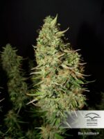 Blue Mazar Auto Feminized Seeds - Image 2