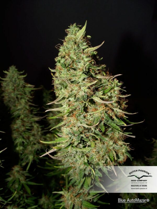 Blue Mazar Auto Feminized Seeds - Image 2