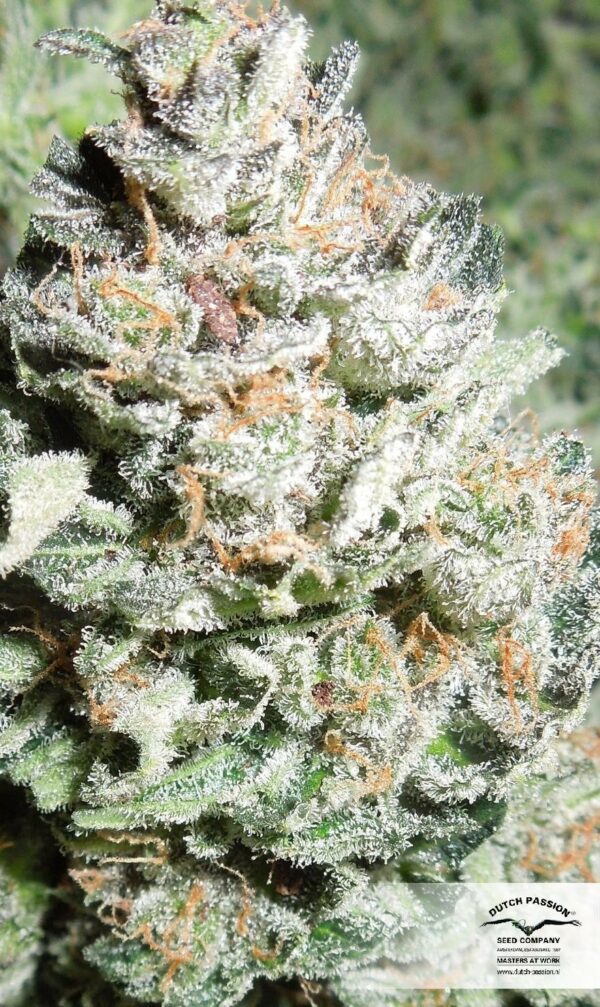 Blue Mazar Auto Feminized Seeds - Image 4