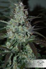 Blue Mazar Auto Feminized Seeds - Image 5