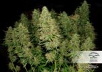 Blue Mazar Auto Feminized Seeds - Image 3