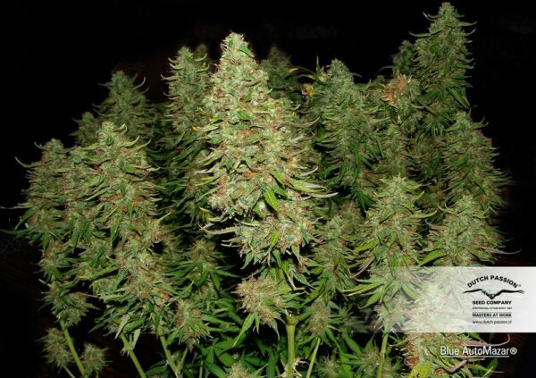 Blue Mazar Auto Feminized Seeds - Image 3
