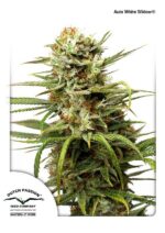 White Widow Auto Feminized Seeds