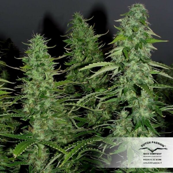 White Widow Auto Feminized Seeds - Image 2