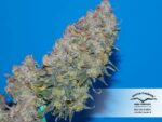 White Widow Auto Feminized Seeds - Image 3