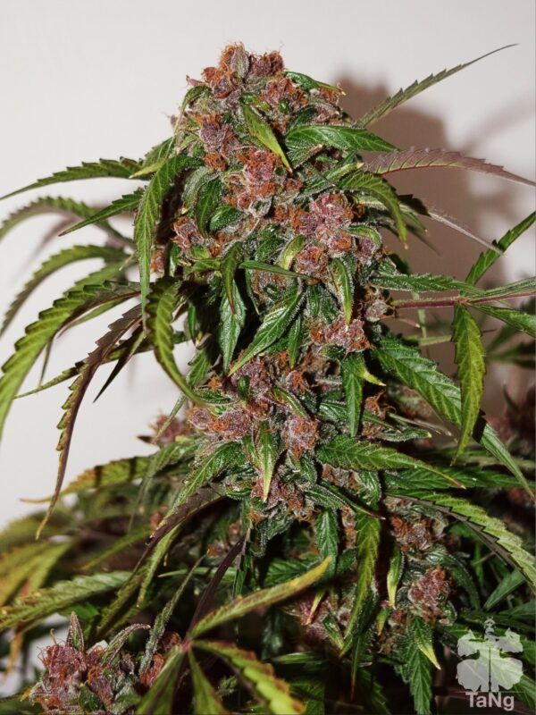 Frisian Dew Auto Feminised Seeds -7 - Image 3