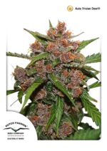 Frisian Dew Auto Feminised Seeds -7