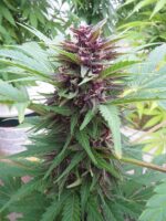 Frisian Dew Auto Feminised Seeds -7 - Image 4
