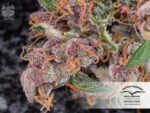 Frisian Dew Auto Feminised Seeds -7 - Image 5