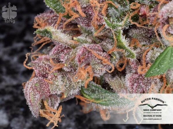 Frisian Dew Auto Feminised Seeds -7 - Image 5