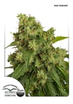 Auto Xtreme Feminized Seeds