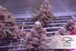 Auto Xtreme Feminized Seeds - Image 2