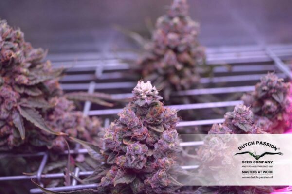 Auto Xtreme Feminized Seeds - Image 2
