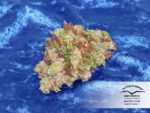 Auto Xtreme Feminized Seeds - Image 3