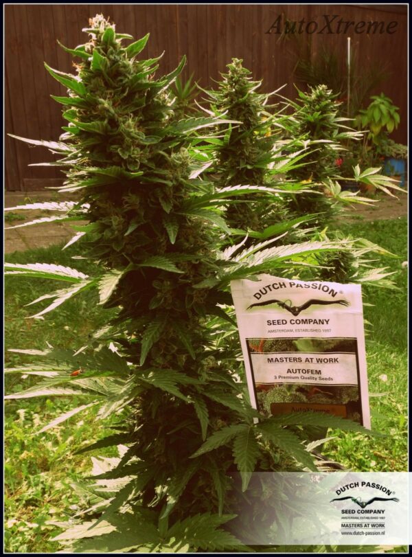 Auto Xtreme Feminized Seeds - Image 4