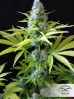 Outlaw Amnesia Feminized Seeds - Image 2