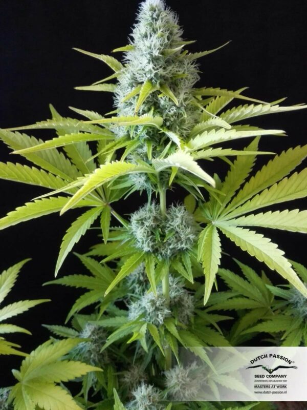 Outlaw Amnesia Feminized Seeds - Image 2
