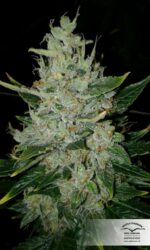 Outlaw Amnesia Feminized Seeds - Image 3