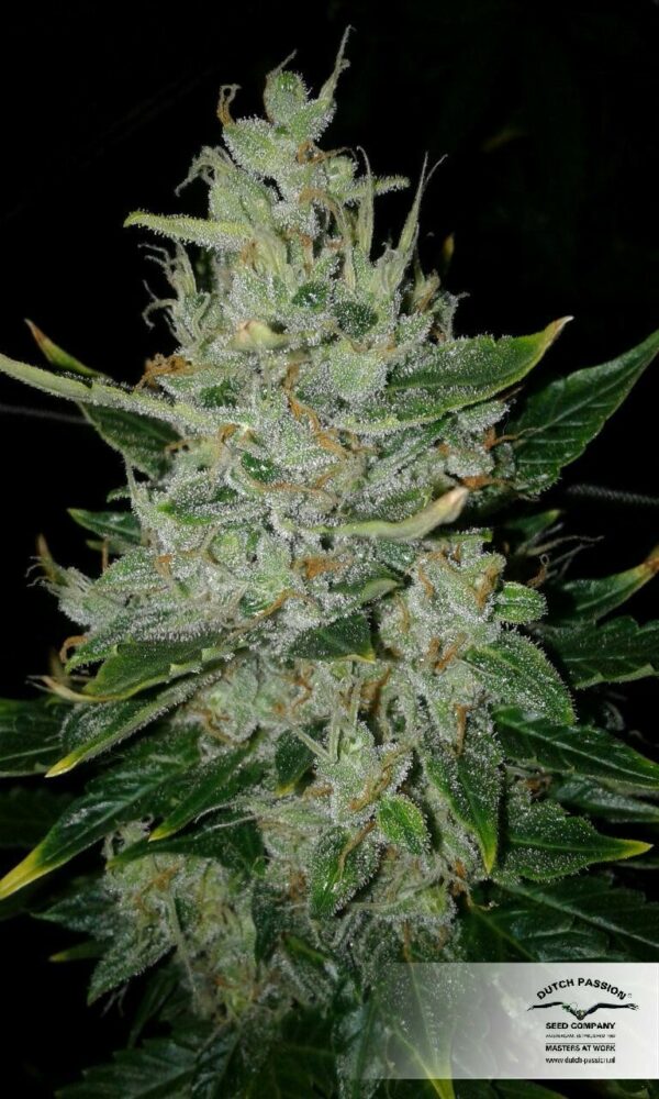 Outlaw Amnesia Feminized Seeds - Image 3