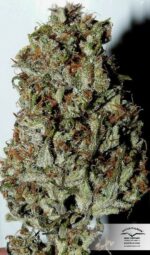 Outlaw Amnesia Feminized Seeds - Image 4