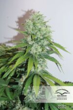 Outlaw Amnesia Feminized Seeds - Image 5