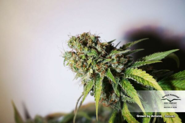 Outlaw Amnesia Feminized Seeds - Image 6