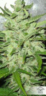 Think Different Auto Feminised Seeds - Image 2