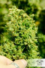 Think Different Auto Feminised Seeds - Image 3