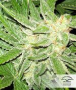 Think Different Auto Feminised Seeds - Image 4
