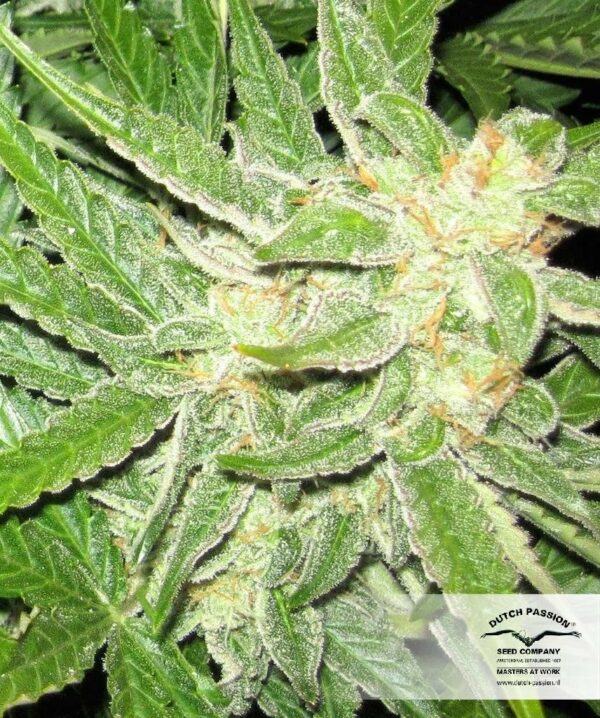 Think Different Auto Feminised Seeds - Image 4