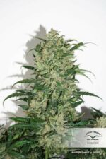 Night Queen Feminised Seeds - Image 2