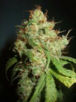 Freddy's Best Feminised Seeds - Image 2