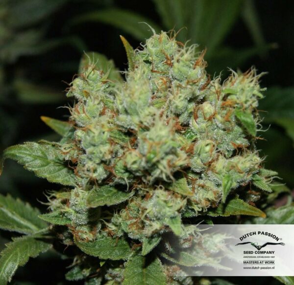 Freddy's Best Feminised Seeds - Image 3