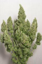 Auto Mazar Feminised Seeds - Image 2
