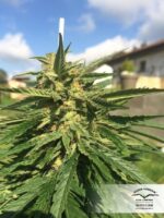 Auto Mazar Feminised Seeds - Image 3