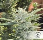 Auto Mazar Feminised Seeds - Image 4