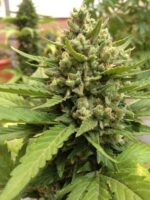Blueberry Auto Feminised Seeds - Image 2