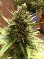 Blueberry Auto Feminised Seeds - Image 3
