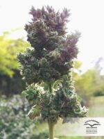 Blueberry Auto Feminised Seeds - Image 4