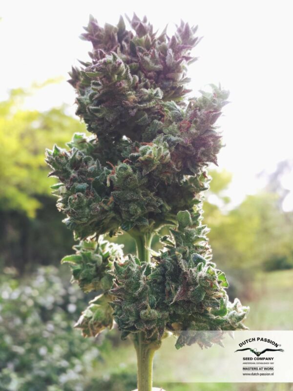 Blueberry Auto Feminised Seeds - Image 4