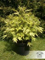 Blueberry Auto Feminised Seeds - Image 5
