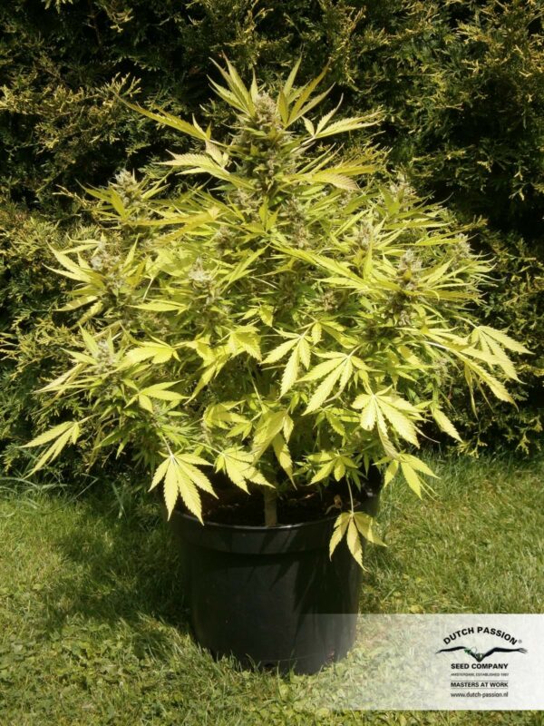 Blueberry Auto Feminised Seeds - Image 5