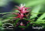 Twilight Feminized Seeds - Image 2